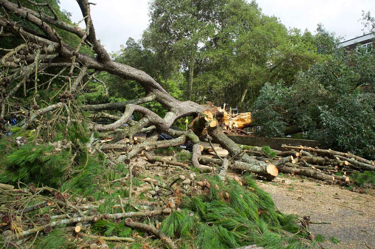 Emergency Storm Tree Removal in Fort Carson, CO